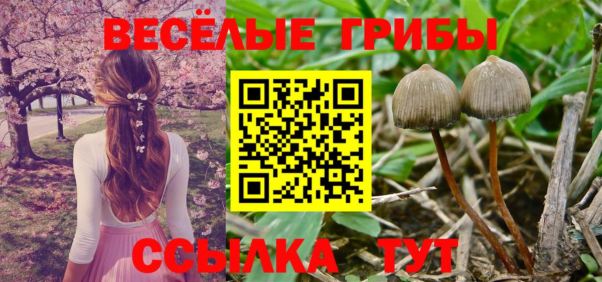 Шахты  Псилоцибиновые грибы Cubensis  Вход с VPN 